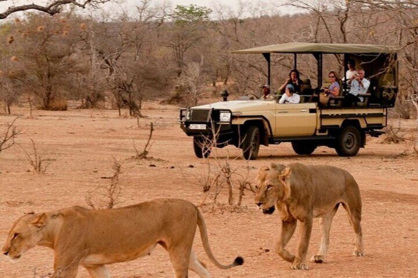 3 Day Unlimited Kruger National Park Safari Game Drive from Johannesburg Tour