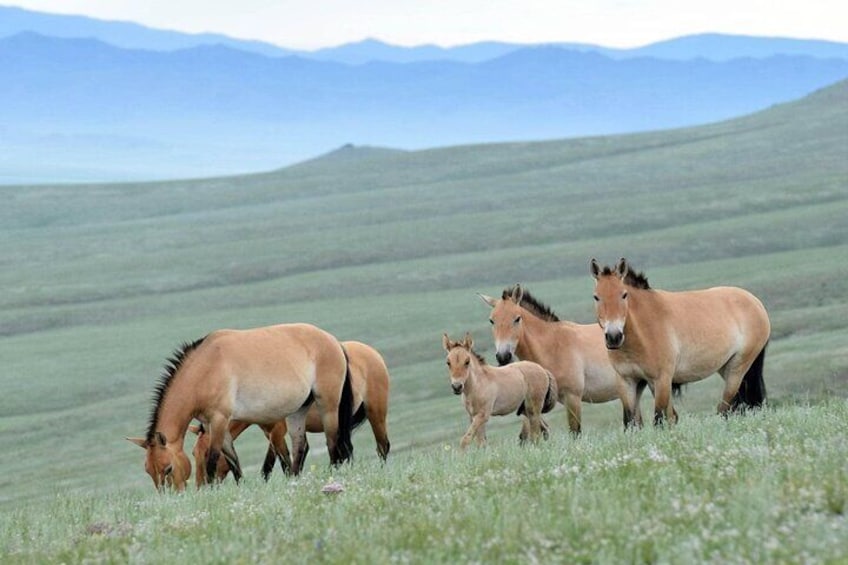 At Hustai National Park, seeing wild horses'
