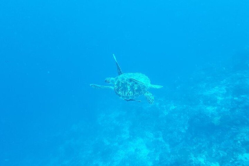 Turtles that can be seen sometimes during diving.