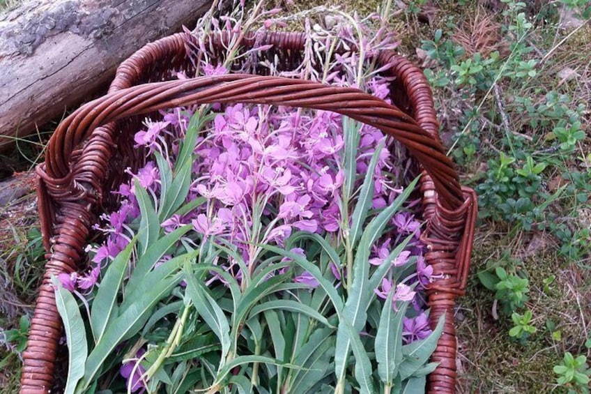 Flowers for herbal drink