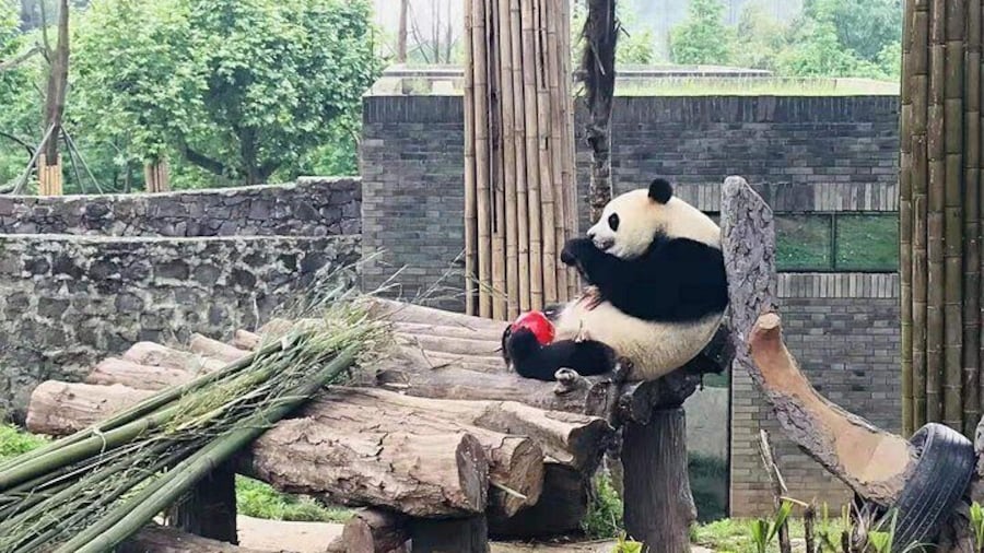 Chengdu Expert Trip of Panda Base and Giant Buddha in One Day