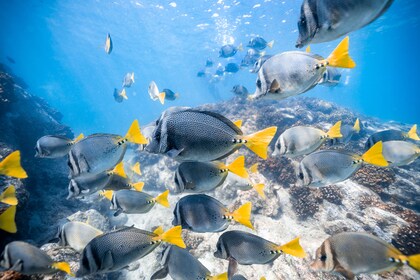 Snorkel Tour at Two Bays with Round-Trip Transportation from Your Hotel