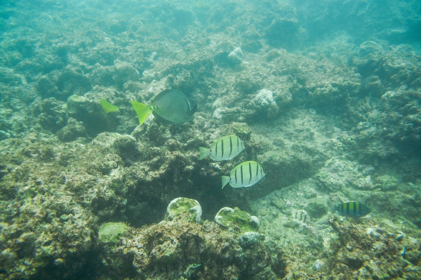 Santa Maria & Chileno Bay Snorkeling Tour