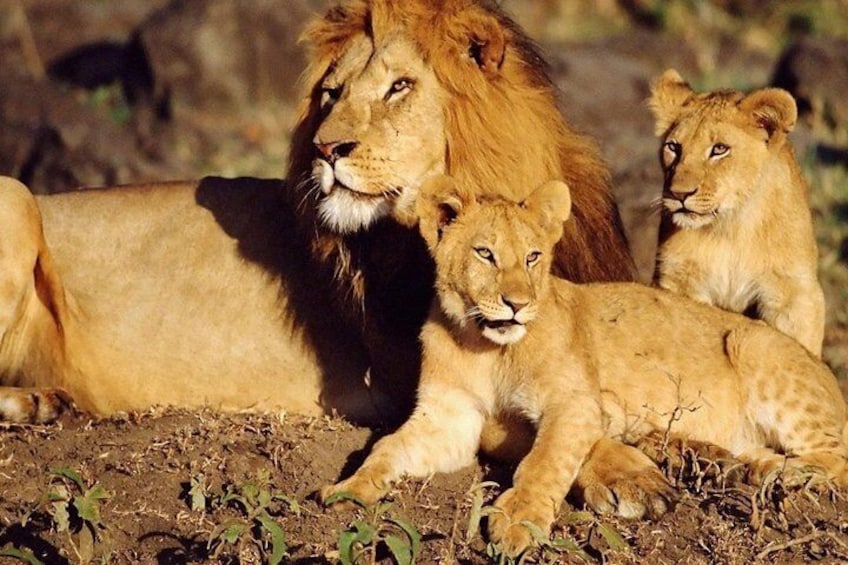 5 Day Zululand – Lion & Elephant & Drakensberg Safari Tour from Durban