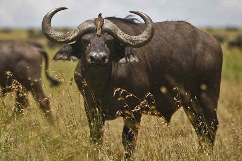 5 Day Zululand – Lion & Elephant & Drakensberg Safari Tour from Durban