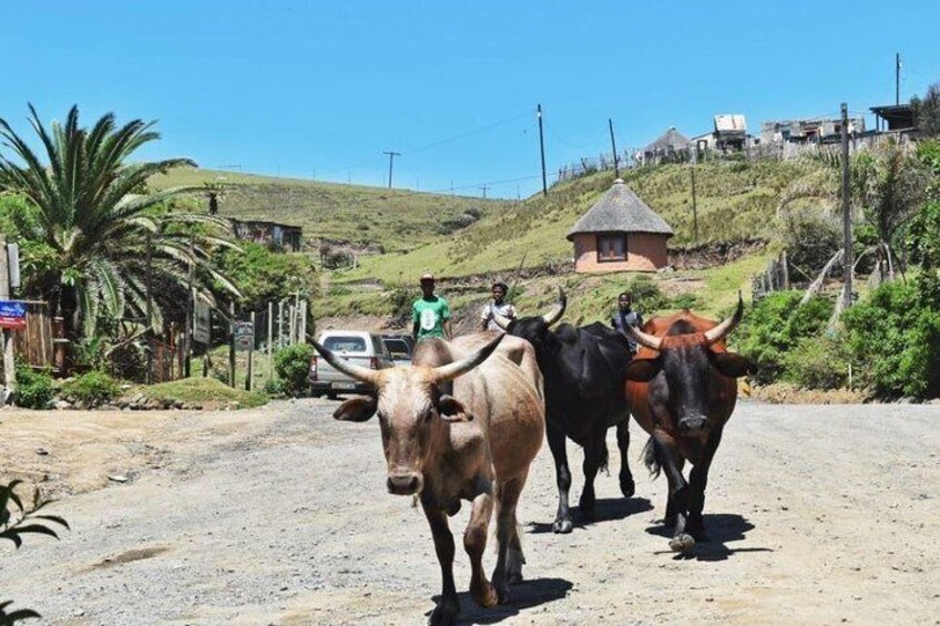 Garden Route Tour From Durban to Cape Town - 7 Day Tour