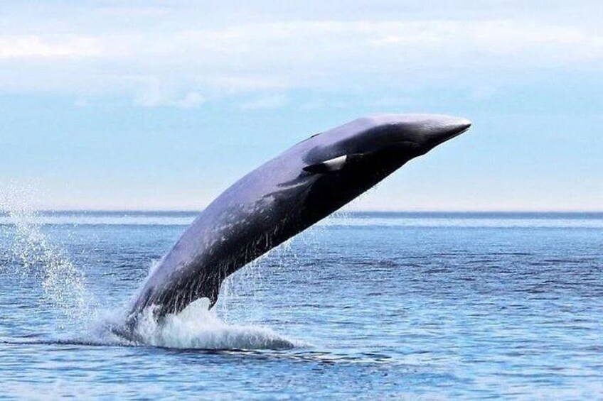 Garden Route Tour From Durban to Cape Town - 7 Day Tour