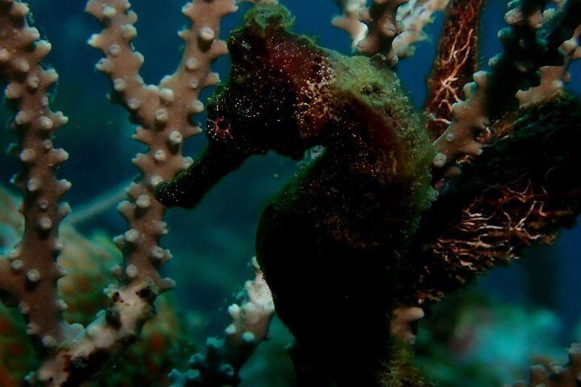 PADI Open Water Diving Course