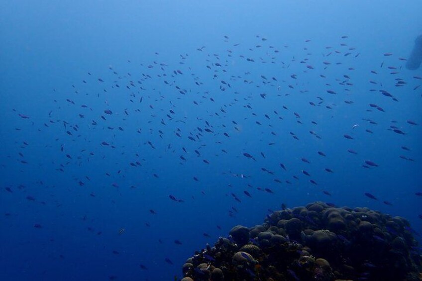 PADI Open Water Diving Course