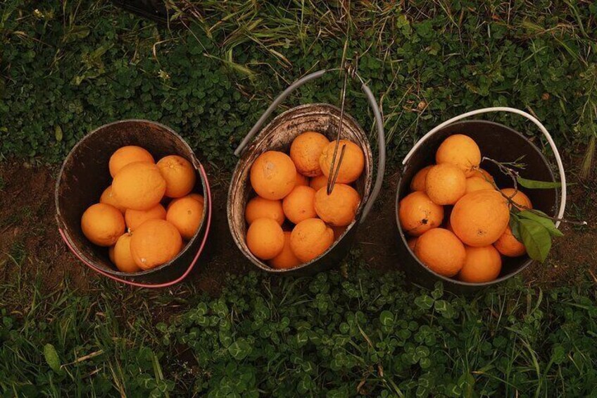 Orange Picking in Silves