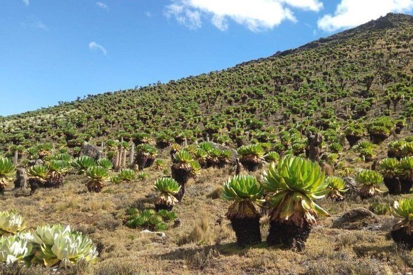 Senecio brassica growing on a swamp on Mount Kenya