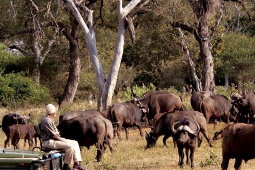 Full day - Hluhluwe Imfolozi Game Reserve 1 Day Tour From Durban 