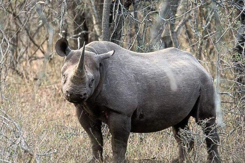 Hluhluwe Imfolozi Game Reserve 3 Day Continous Game Drive from Durban- min 2