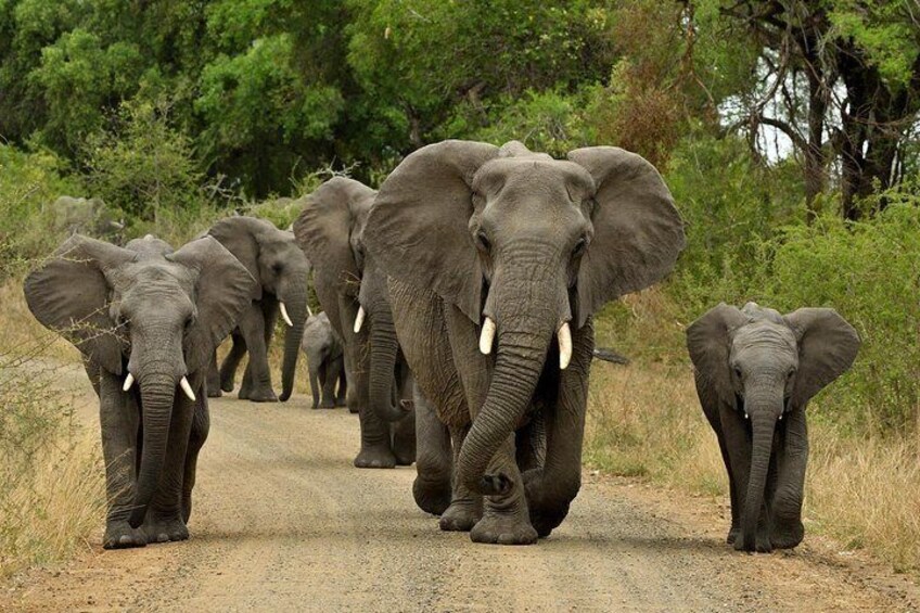 Hluhluwe Imfolozi Game Reserve 3 Day Continous Game Drive from Durban- min 2