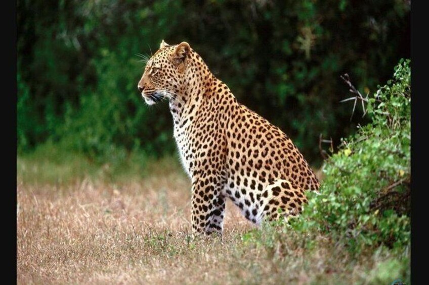 Hluhluwe Imfolozi Game Reserve & Phezulu Culture 2 Day Combo Tour from Durban