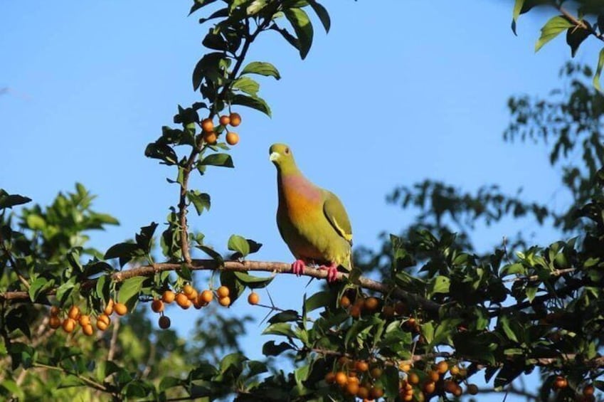 Kalametiya Bird Watching,Lagoon Safari trip From any Hotels Southern Province 
