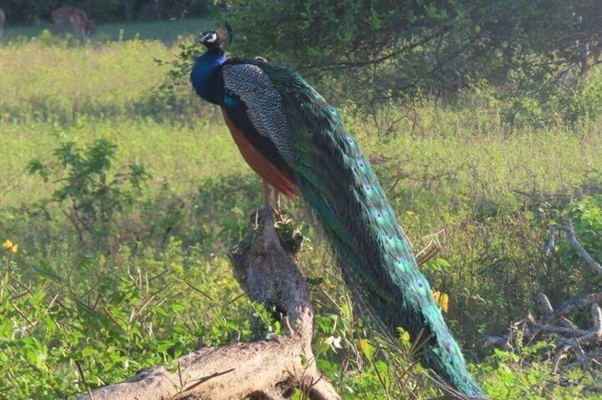 Kalametiya Bird Watching,Lagoon Safari trip From any Hotels Southern Province