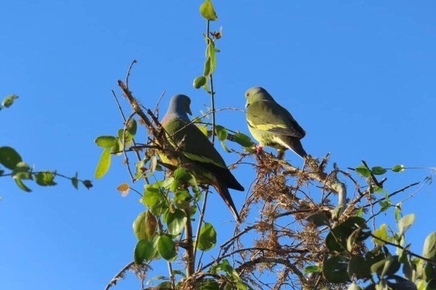 Kalametiya Bird Watching,Lagoon Safari trip From any Hotels Southern Province