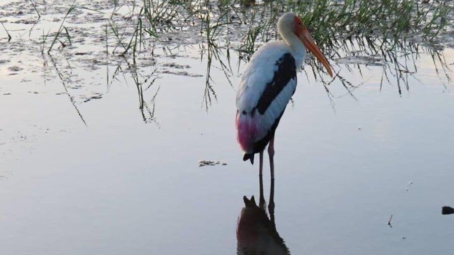 Kalametiya Bird Watching,Lagoon Safari trip From any Hotels Southern Province