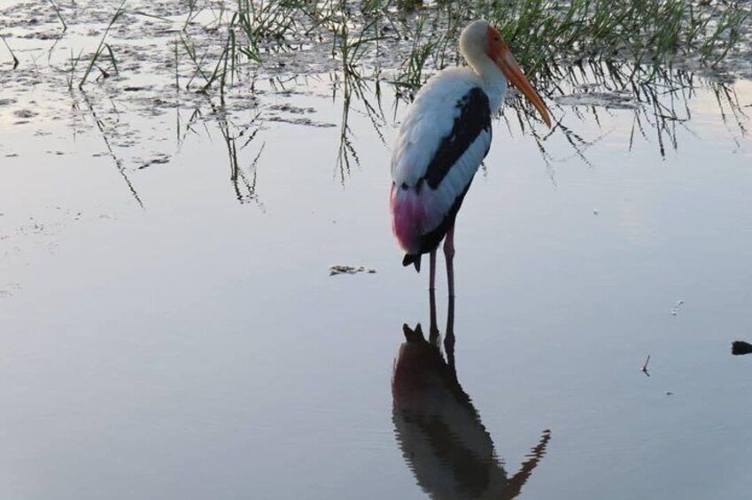 Kalametiya Bird Watching,Lagoon Safari trip From any Hotels Southern Province