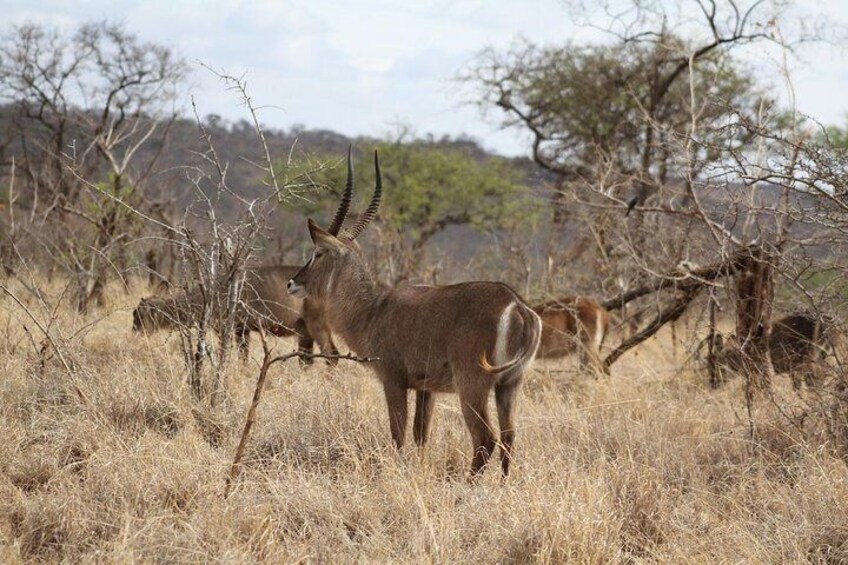 2 Days Lodge Safari - Lake Manyara and Ngorongoro Crater