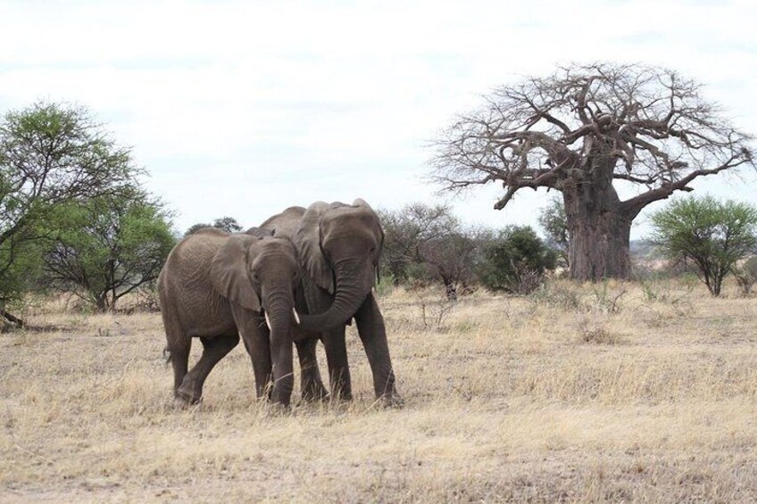 2 Days Lodge Safari - Lake Manyara and Ngorongoro Crater