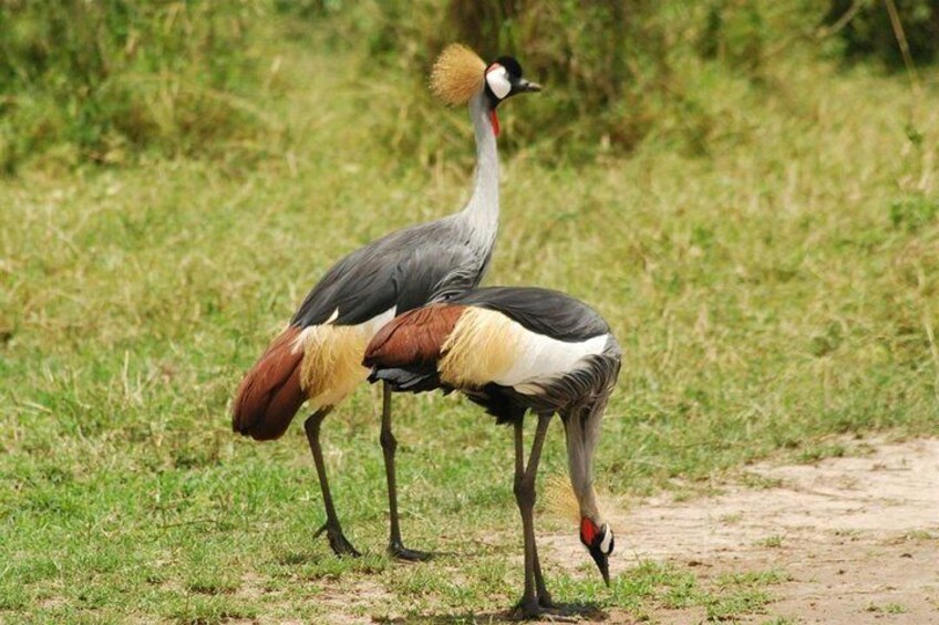 2 Days Lodge Safari - Lake Manyara and Ngorongoro Crater