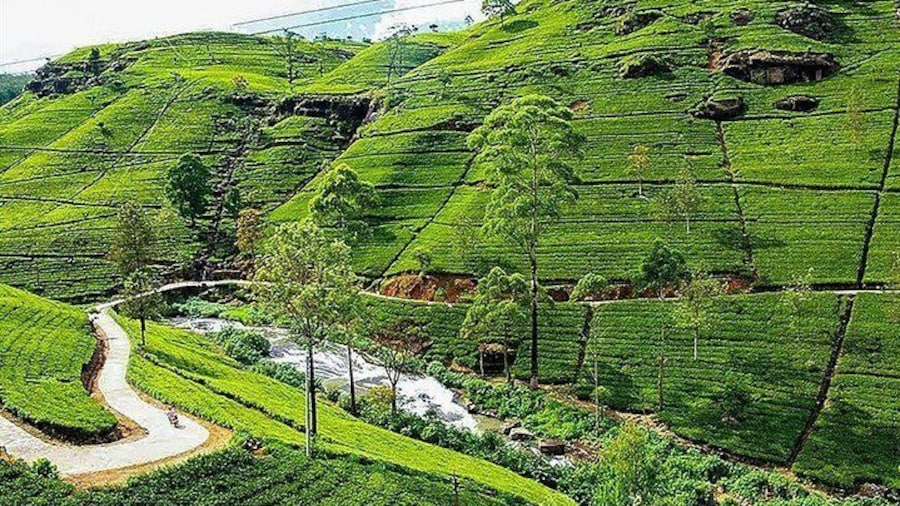 Day Tour to Nuwara Eliya from Kandy by Lux Tours Lanka