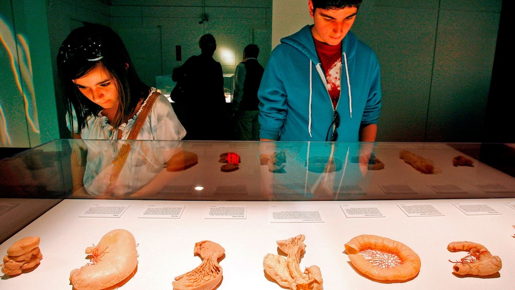 Show item 1 of 6. Learning about internal organs at the Body Exhibit in Atlanta