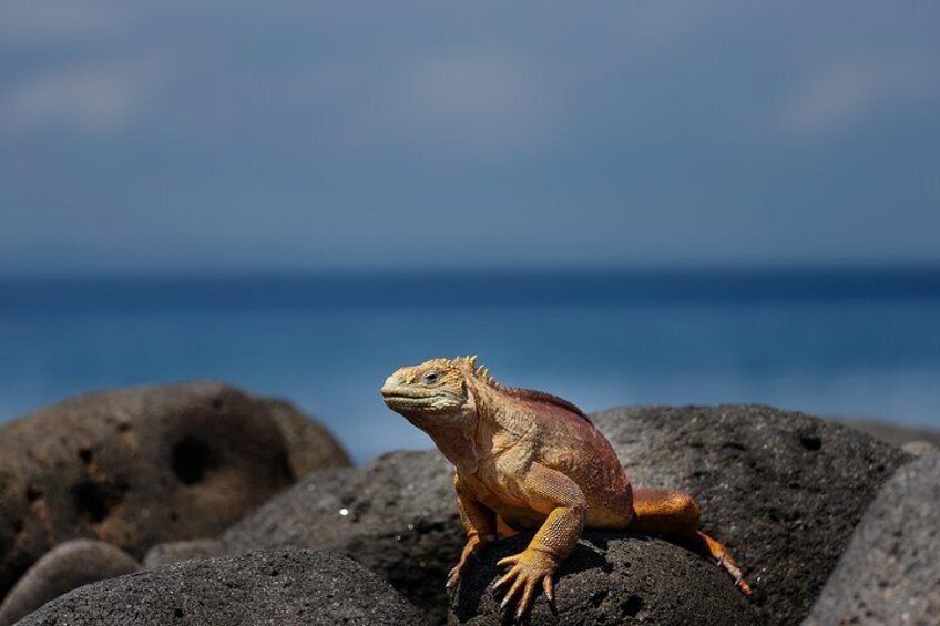 Land Iguana