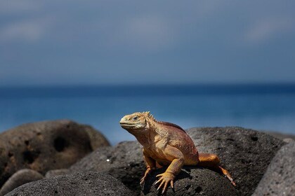 Active Galapagos Island tour 10 days