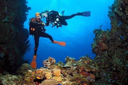 Dive 3 Points on Bunaken Island Including Lunch and Hotel Transfer