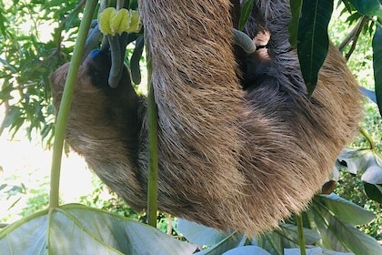 Roatan Honduras Monkey and sloth Park with Island Highlights