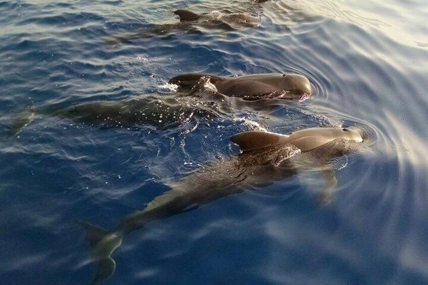 Catamaran route to see dolphins and whales