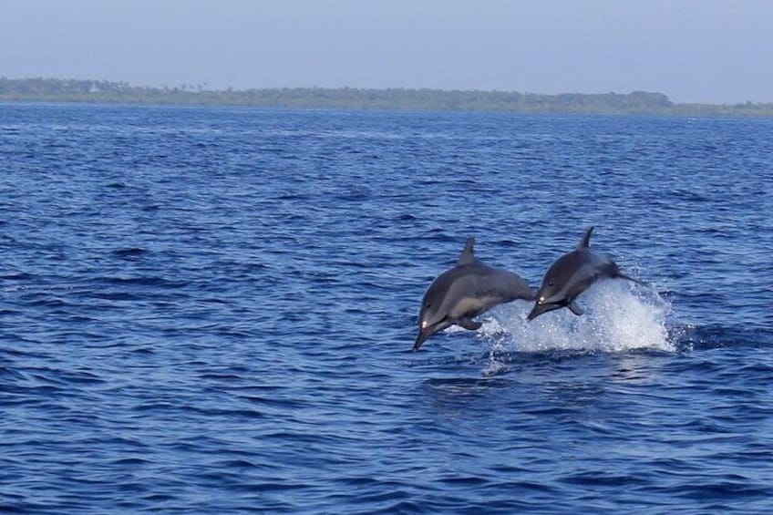 Bunaken dolphin watching, snorkeling, lunch included