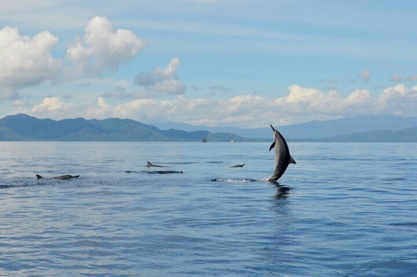 Bunaken dolphin watching, snorkeling, lunch included