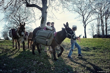 Walks and hikes with donkeys