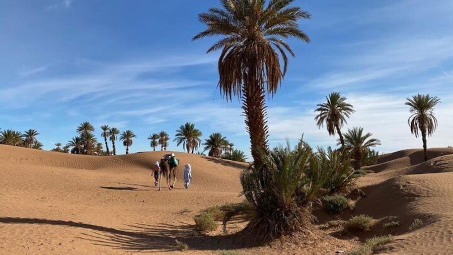 Palm grove of M'Hamid