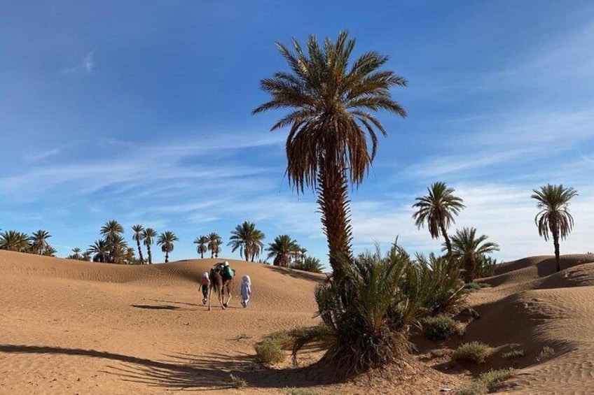 Palm grove of M'Hamid