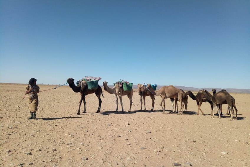 The camel caravan