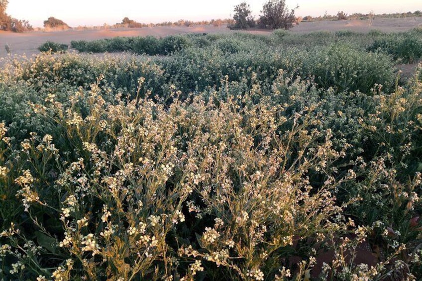 Flowering rocket popular with herds