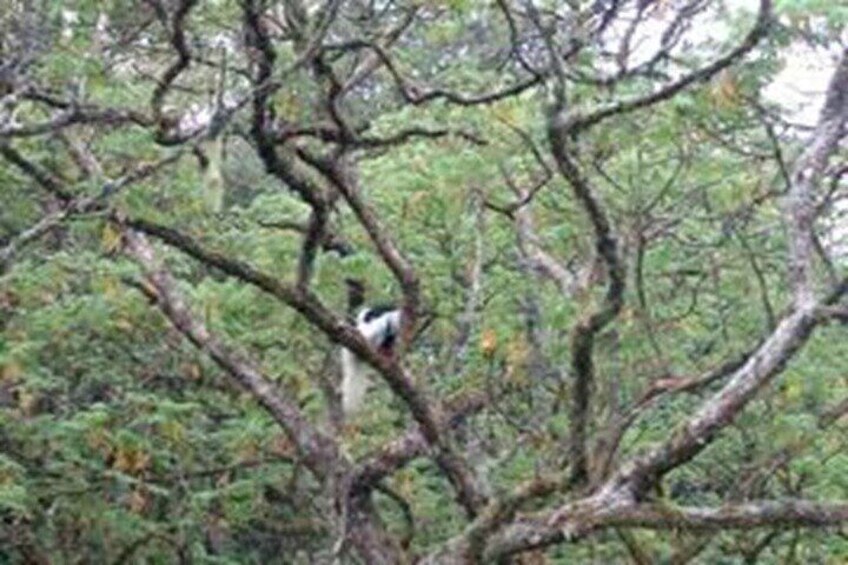 Best Kilimanjaro hiking day trip tour with Kilinge Adventures