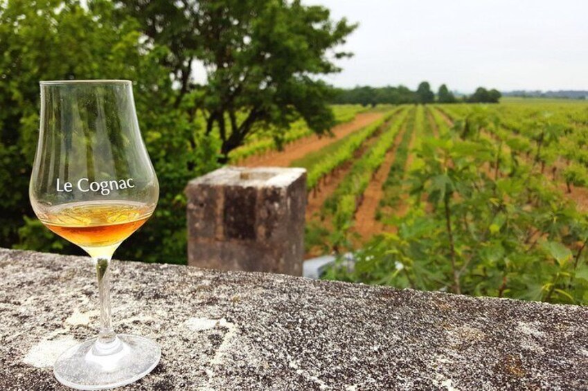 Tasting cognac at its birth place, in the vineyard