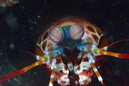 Open Water and Advanced Diver trainings