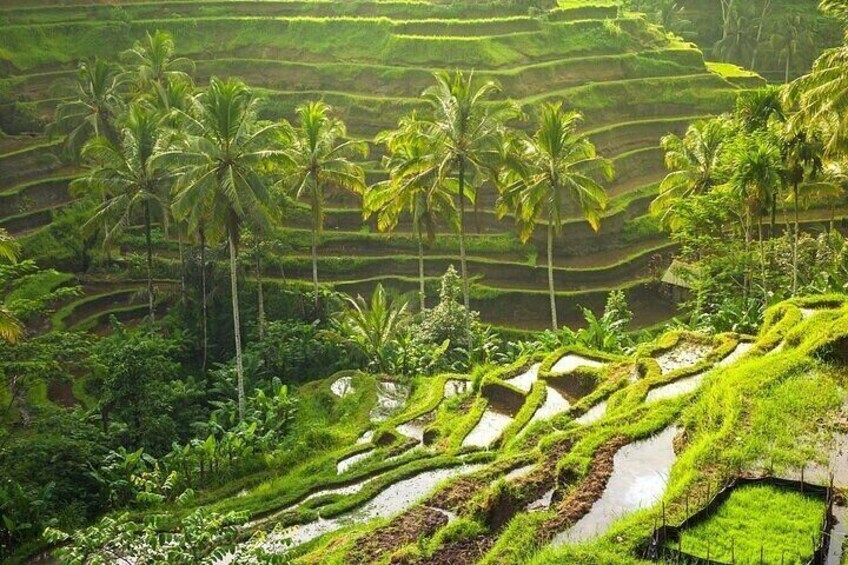 Ultimate one-stop Jewelry Experience with Ubud Tour