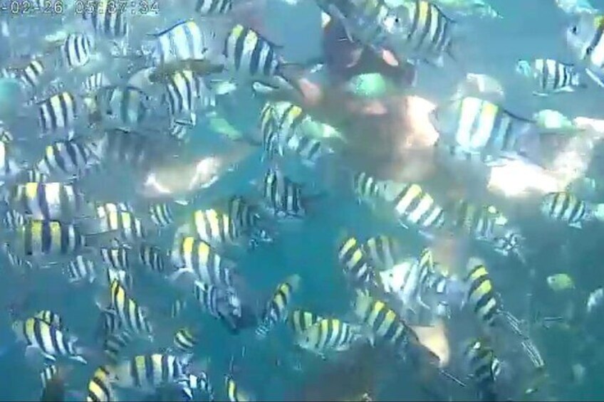 Most Fish In The World