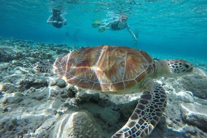 Snorkeling Tour In Gili Islands Pick Up From Bali