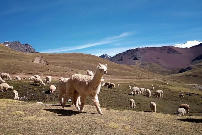 alpacas along the way to get rainbow mountain way.