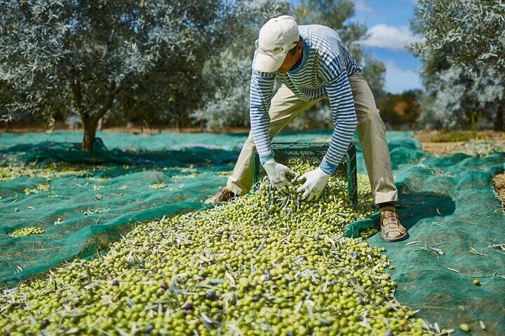 Olival Tour, Lagar Visit and Olive Taste