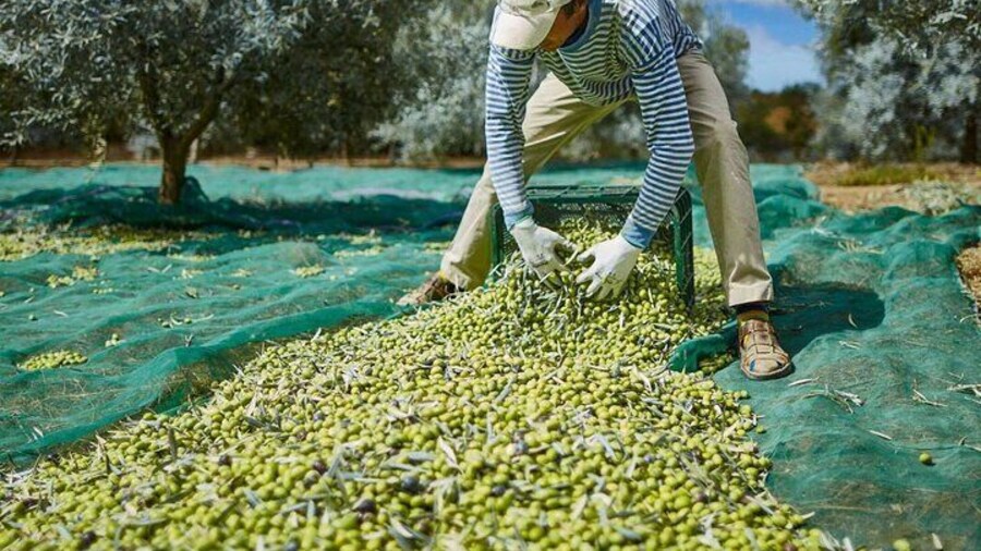 Olival Tour, Lagar Visit and Olive Taste